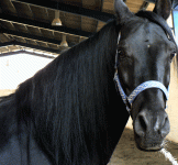 horse23.gif