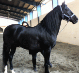 horse24.gif