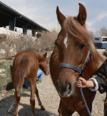 horse26.gif