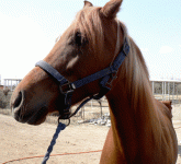 horse27.gif