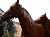 horse28.gif