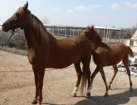 horse29.gif