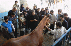 horse187.gif