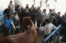 horse188.gif