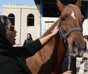 horse189.gif