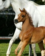 shahmaan-foal1.jpg