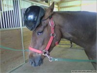 funny pics of horses 24.jpg