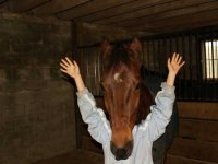 funny pics of horses 26.jpg