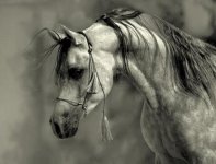 arab-horses-001.jpg