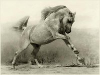 arab-horses-004.jpg