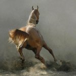 arab-horses-007.jpg