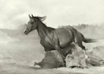 arab-horses-009.jpg