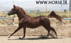 ghazvin-persian-arab-mare.jpg