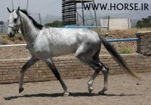 albay-akhal-teke-stallion.jpg