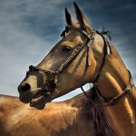 1598291-1-akhal-teke-stallion.jpg