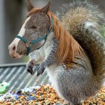 Squirrel-Horse-16439.jpg