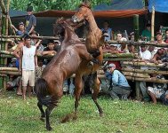 horse_fighting_4sfw.jpg