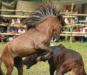 horse_fighting_3sfw.jpg