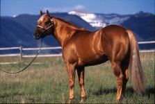 horse_breeder_services_5406.jpg