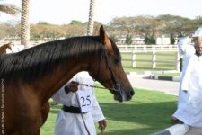 Royal_Stud_Salalah,_Barabas_(FR)_1986.jpg