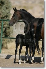 MI9E1990PersianArabMare-Charis-&FoalRockebestan,Iran.jpg