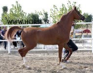 persian-horse-2.jpg