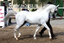 persian-horse-3.jpg