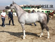 pure-persian-horse.jpg