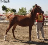 arabian-horse9.jpg