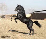 kurdish-stallion1.jpg