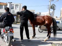 horse-back-of-traffic-lamp.jpg