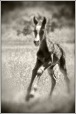 foal2blog.jpg