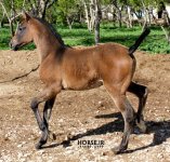 ansiator-foal-kurdish.jpg