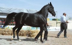 persian-asil-horse.4.jpg