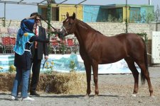 persian-asil-horse.3.jpg