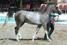 persian-asil-horse.1.jpg