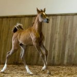 euphoria  filly ( europe al khidar X marenga).jpg