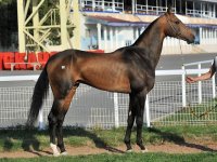 Res. Champion of Russia – Asker, buckskin, 2007 (Piastr-Aidjemal) breeder Stavropol stud, owne.jpg