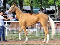 Postulat, palomino, 2007 (Piastr-Sigma) breeder MUP “Privolnoe”, owner Abdurahmanov E..jpg