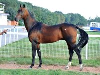 Saburbek, bay, 2004 (Garausup-Siringa) breeder and owner Naib Idris stud.jpg