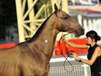 Pomeranez, buckskin, 2007 (Piastr - ) breeder Stavrpol stud, owner Jovany (Panama).jpg