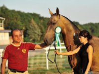 Pomeranez, buckskin, 2007 (Piastr - ) breeder Stavrpol stud, owner Jovany.jpg