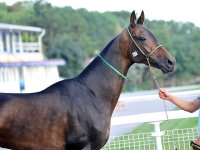 Darsam, bay, 2007 (Dartai-Formoza) breeder and owner Djaparov stud.jpg