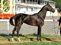 Akhbazan, black, 2006 (Amuzgi-Zakhida) breeder and owner Naib Idris stud.jpg