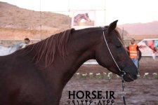 persian-asil-horse1.jpg