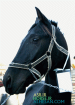 turkmenhorse2.gif