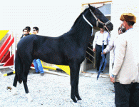 turkmenhorse3.gif