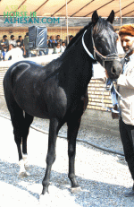 turkmenhorse11.gif