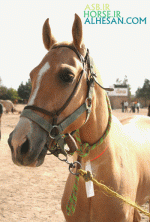 turkmenhorse4.gif