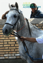 turkmenhorse5.gif